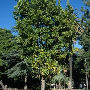 Stenocarpus sinuatus