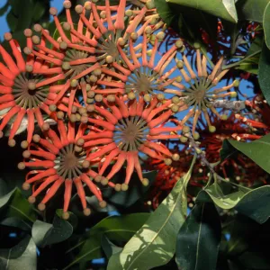 Stenocarpus sinuatus