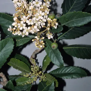 Eriobotrya deflexa