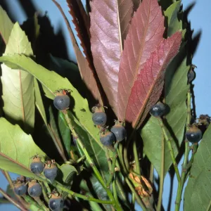 Eriobotrya deflexa