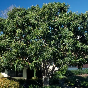 Eriobotrya japonica