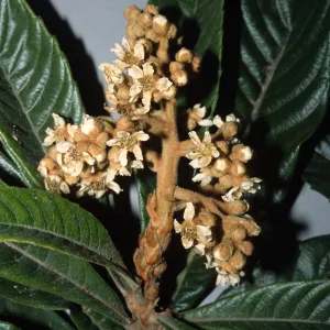 Eriobotrya japonica