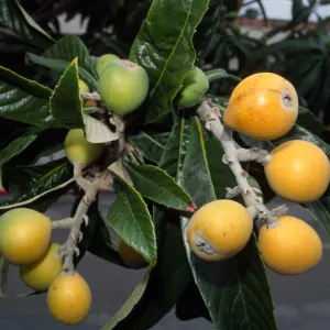Eriobotrya japonica