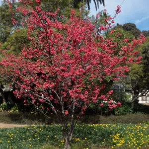 Prunus campanulata