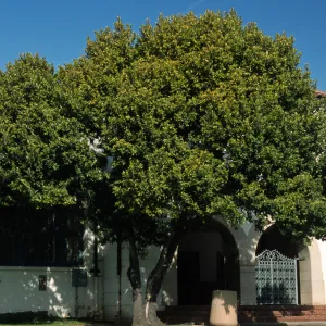 Prunus caroliniana