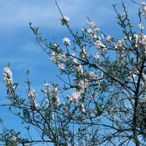 Prunus dulcis