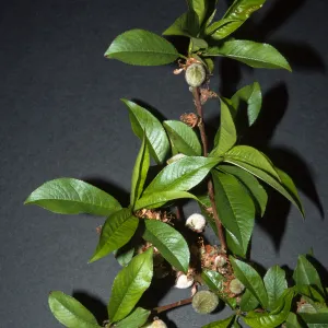 Prunus dulcis