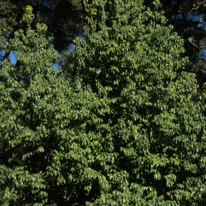 Prunus ilicifolia