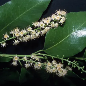 Prunus ilicifolia