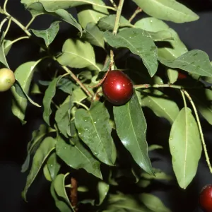 Prunus ilicifolia subsp. lyonii
