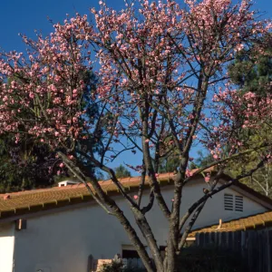 Prunus persica