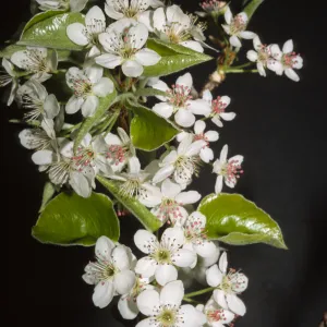 Pyrus calleryana