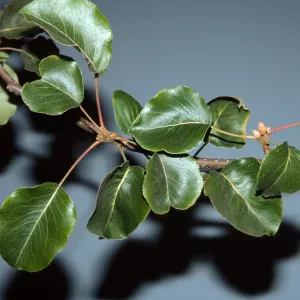 Pyrus calleryana