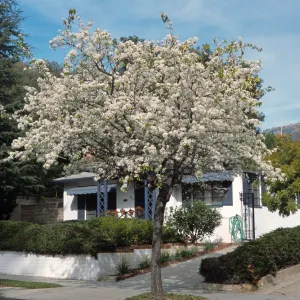 Pyrus kawakamii