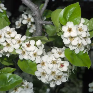 Pyrus kawakamii