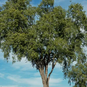 Quillaja saponaria