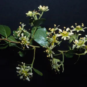 Quillaja saponaria