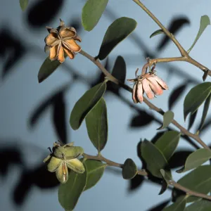 Quillaja saponaria