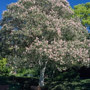Calodendrum capense