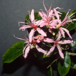 Calodendrum capense