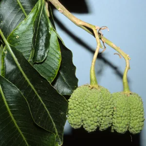 Calodendrum capense