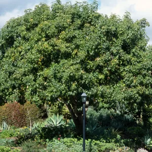 Casimiroa edulis