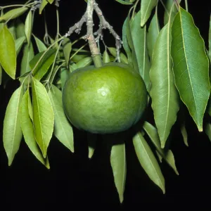 Casimiroa edulis