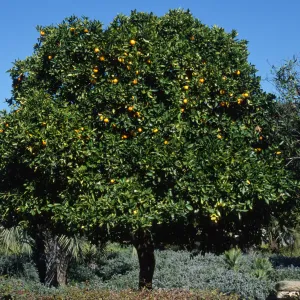 Citrus sinensis