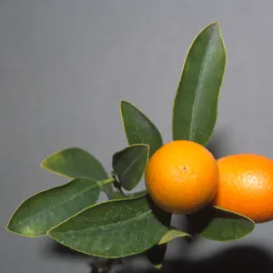 Fortunella margarita