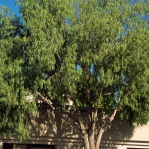 Geijera parviflora