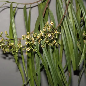 Geijera parviflora