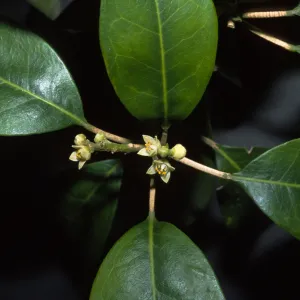 Sarcomelicope simplicifolia