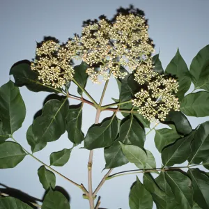 Tetradium daniellii