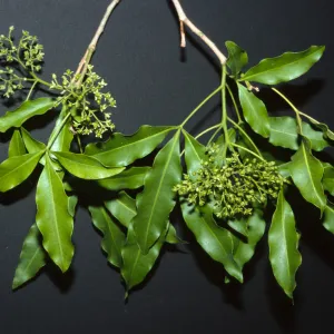Vepris undulata