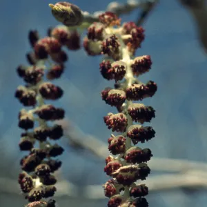 Populus balsamifera ssp. trichocarpa