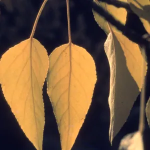 Populus balsamifera ssp. trichocarpa