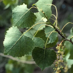 populus fremontii