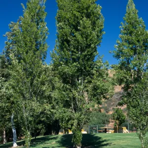 Populus nigra 'Italica'
