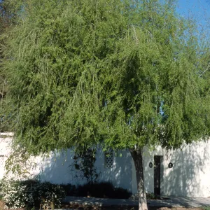 Salix babylonica
