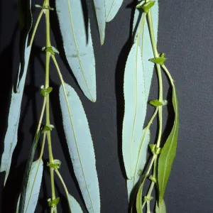 Salix babylonica
