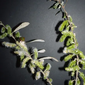Salix lasiolepis