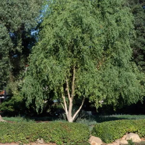 Salix matsudana 'Tortuosa'