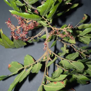 Alectryon excelsus