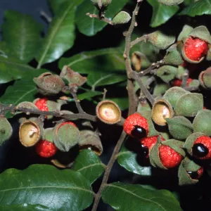 Alectryon excelsus