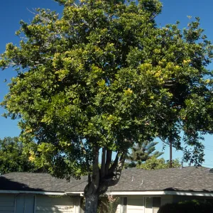 Cupaniopsis anacardioides