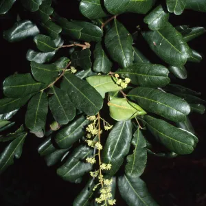 Cupaniopsis anacardioides