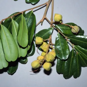 Cupaniopsis anacardioides