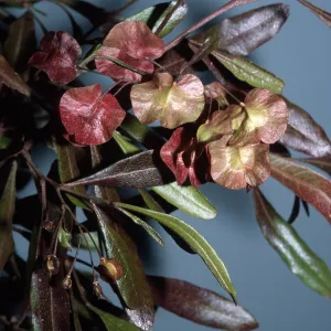 Dodonaea viscosa 'Purpurea'