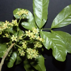Harpullia arborea