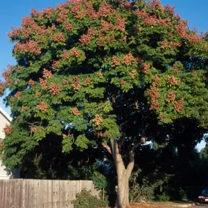 Koelreuteria bipinnata